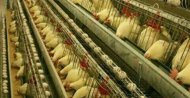 قیمت قفس مرغ تخمگذار